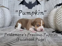 ACA "Pumpkin" Choc. Tri, a female Beagle for sale in Norwood, MO – Photo 8 of 10