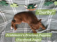 AKC Fawn "Darby", a female Boxer for sale in Norwood, MO – Photo 3 of 3
