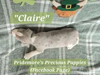 ***Sale Pending***ACA "Claire" Blue Tri Merle, a female Beagle for sale in Norwood, MO – Photo 3 of 3