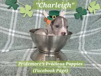 HOLD**ACA "Charleigh" Blue&White Merle, a female Beagle for sale in Norwood, MO – Photo 4 of 4