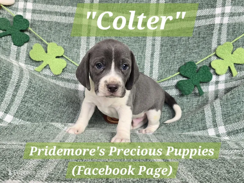 ACA "Colter" Blue&White – Beagle puppy for sale in Norwood, MO