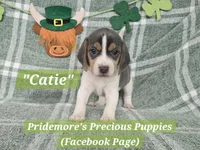 ***Sale Pending***ACA "Catie" Blue Tri, a female Beagle for sale in Norwood, MO – Photo 1 of 3