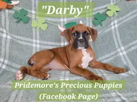 AKC Fawn "Darby", a female Boxer for sale in Norwood, MO – Photo 2 of 3