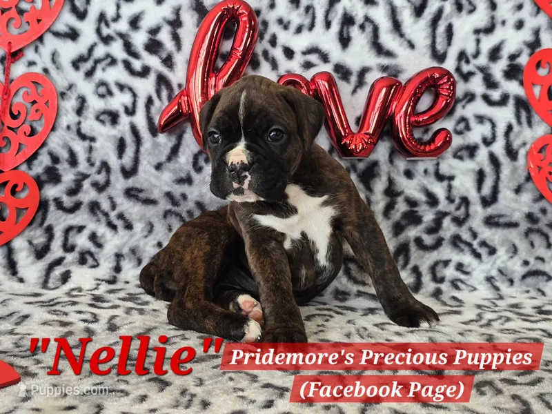 AKC Brindle "Nellie"