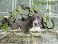 ACA "Breeze" Blue&White, a female Beagle for sale in Norwood, MO – 7 of 10