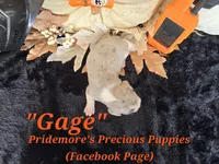 "Gage" Blue Tri Merle~ACA, a male Beagle for sale in Norwood, MO – 2 of 10