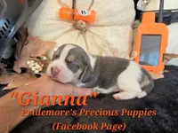 "Gianna" Blue Tri~ACA, a female Beagle for sale in Norwood, MO – 3 of 7