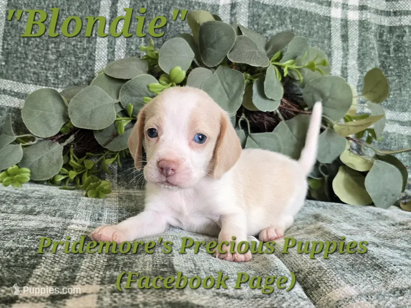 ACA "Blondie" Lemon&White  – Beagle puppy for sale in Norwood, MO