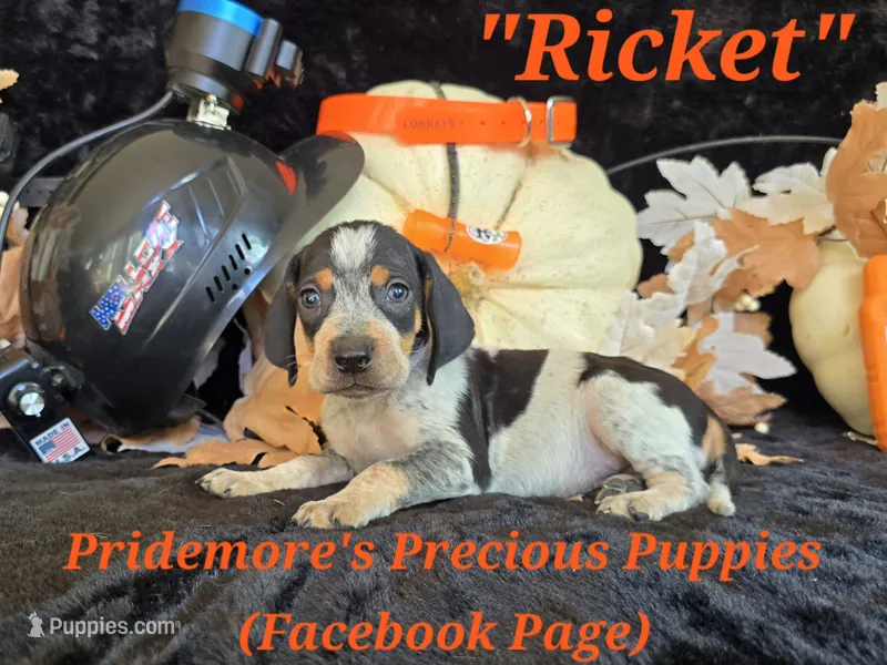 UKC "Ricket" – English Coonhound, Bluetick Coonhound puppy for sale in Norwood, MO