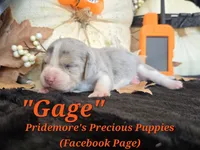 "Gage" Blue Tri Merle~ACA, a male Beagle for sale in Norwood, MO – 9 of 10