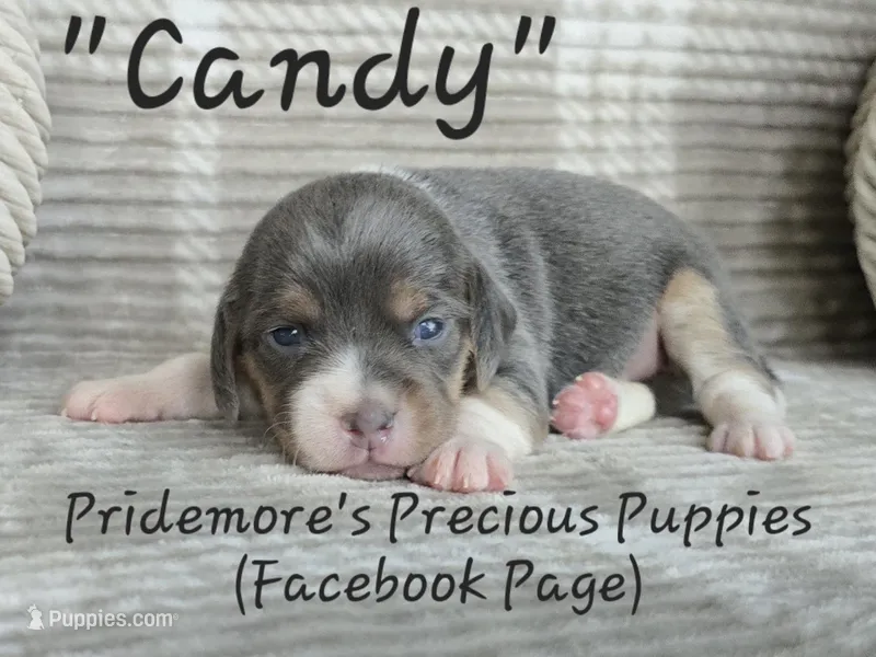 ACA "Candy" Blue Tri