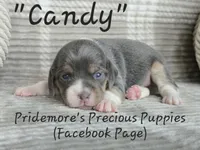 ACA "Candy" Blue Tri, a female Beagle for sale in Norwood, MO – Photo 1 of 10