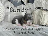 ACA "Candy" Blue Tri, a female Beagle for sale in Norwood, MO – Photo 9 of 10