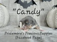ACA "Candy" Blue Tri, a female Beagle for sale in Norwood, MO – Photo 8 of 10
