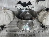 ACA "Candy" Blue Tri, a female Beagle for sale in Norwood, MO – Photo 6 of 10