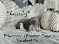 ACA "Candy" Blue Tri, a female Beagle for sale in Norwood, MO – Photo 3 of 10