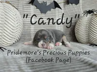 ACA "Candy" Blue Tri, a female Beagle for sale in Norwood, MO – Photo 7 of 10