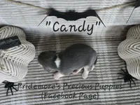 ACA "Candy" Blue Tri, a female Beagle for sale in Norwood, MO – Photo 5 of 10