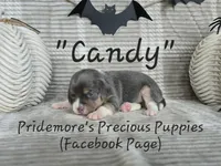 ACA "Candy" Blue Tri, a female Beagle for sale in Norwood, MO – Photo 10 of 10