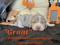 "Grant" Blue Tri Merle~ACA, a male Beagle for sale in Norwood, MO – 5 of 8