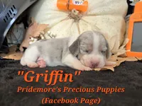 "Griffin" Blue Tri Merle-ACA, a male Beagle for sale in Norwood, MO – 9 of 10
