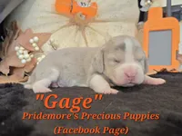 "Gage" Blue Tri Merle~ACA, a male Beagle for sale in Norwood, MO – 7 of 10