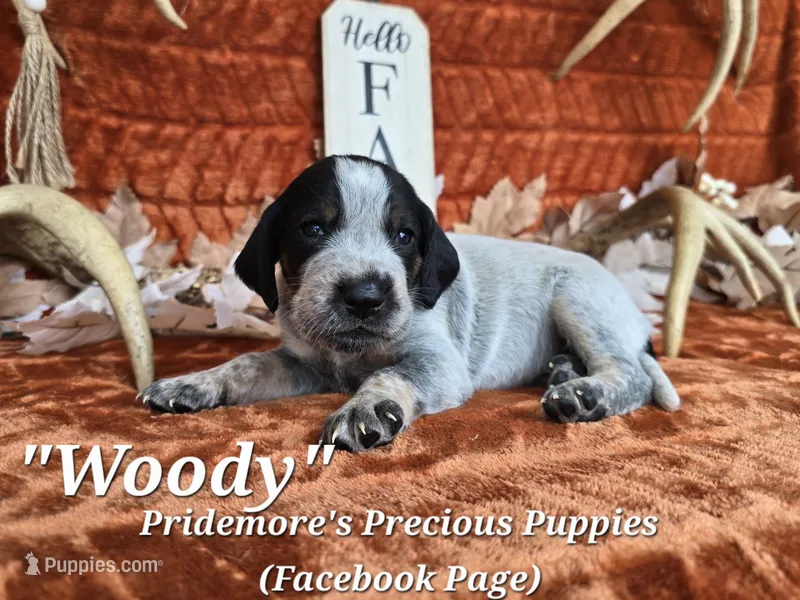 UKC, PKC "Woody" – Bluetick Coonhound puppy for sale in Norwood, MO