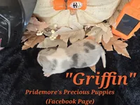 "Griffin" Blue Tri Merle-ACA, a male Beagle for sale in Norwood, MO – 5 of 10