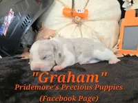 "Graham" Blue Tri Merle~ACA, a male Beagle for sale in Norwood, MO – 7 of 10