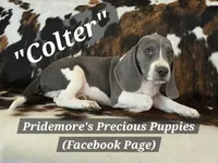 ACA "Colter" Sale Pending, a male Beagle for sale in Norwood, MO – 6 of 8