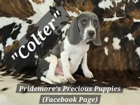 ACA "Colter" Sale Pending, a male Beagle for sale in Norwood, MO – 7 of 8