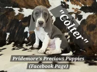 ACA "Colter" Sale Pending, a male Beagle for sale in Norwood, MO – 2 of 8