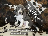 ACA "Colter" Sale Pending, a male Beagle for sale in Norwood, MO – 3 of 8