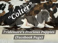 ACA "Colter" Sale Pending, a male Beagle for sale in Norwood, MO – 4 of 8