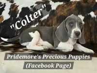ACA "Colter" Sale Pending, a male Beagle for sale in Norwood, MO – 5 of 8
