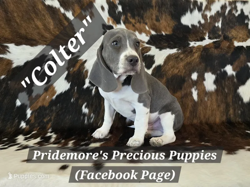 ACA "Colter" Blue&White – Beagle puppy for sale in Norwood, MO