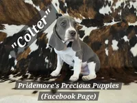 ACA "Colter" Sale Pending, a male Beagle for sale in Norwood, MO – 1 of 8