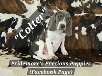 ACA "Colter" Sale Pending, a male Beagle for sale in Norwood, MO – 8 of 8