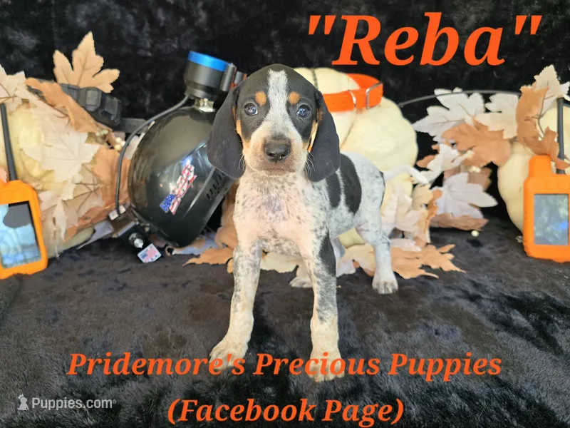 UKC "Reba" – English Coonhound, Bluetick Coonhound puppy for sale in Norwood, MO
