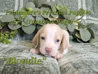 ACA "Blondie" Lemon&White , a female Beagle for sale in Norwood, MO – 10 of 10