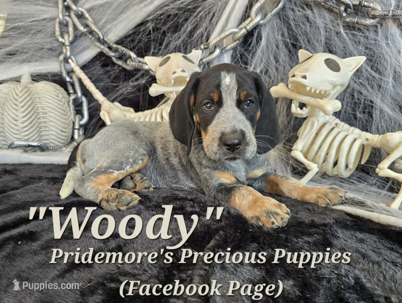 UKC, PKC "Woody" – Bluetick Coonhound puppy for sale in Norwood, MO