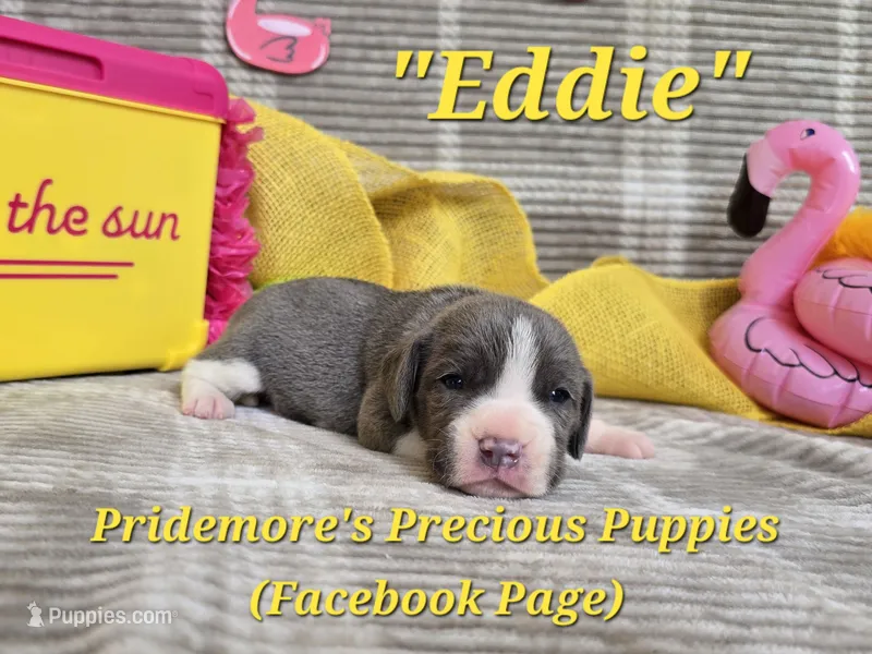 "Eddie" ACA Blue&White – Beagle puppy for sale in Norwood, MO
