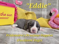 "Eddie" ACA Blue&White, a male Beagle for sale in Norwood, MO – 1 of 3