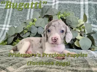 ACA "Bugatti" Blue&White Merle, a male Beagle for sale in Norwood, MO – 4 of 8