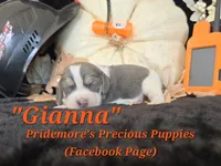 "Gianna" Blue Tri~ACA, a female Beagle for sale in Norwood, MO – 5 of 7