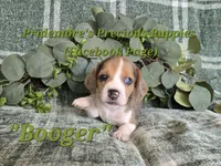 ACA "Booger" Black Tri Merle, a male Beagle for sale in Norwood, MO – 3 of 10