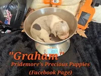 "Graham" Blue Tri Merle~ACA, a male Beagle for sale in Norwood, MO – 2 of 10