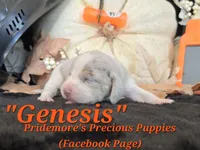 "Genesis" Blue Tri Merle~ACA, a female Beagle for sale in Norwood, MO – 5 of 8