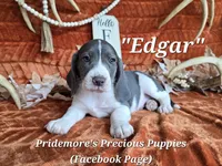 Blue&White "Edgar" ACA, a female Beagle for sale in Norwood, MO – 3 of 6