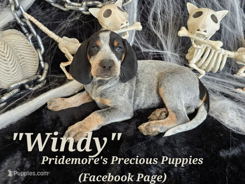 UKC, PKC "Windy" – Bluetick Coonhound puppy for sale in Norwood, MO